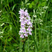Early-purple Orchid ... by snowy