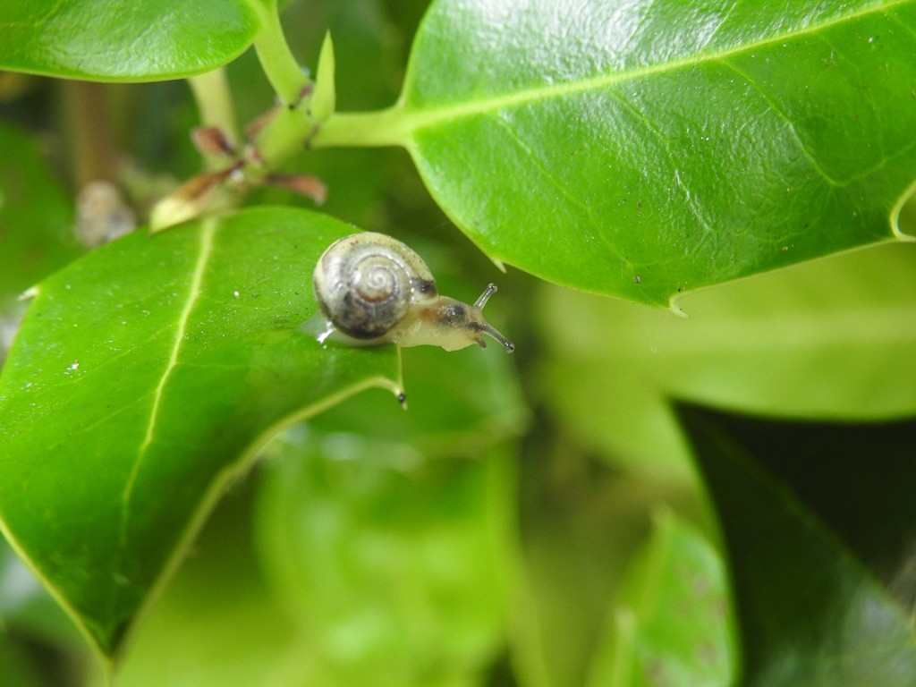 30 Days Wild - Day 28 - Snail in the Rain by roachling