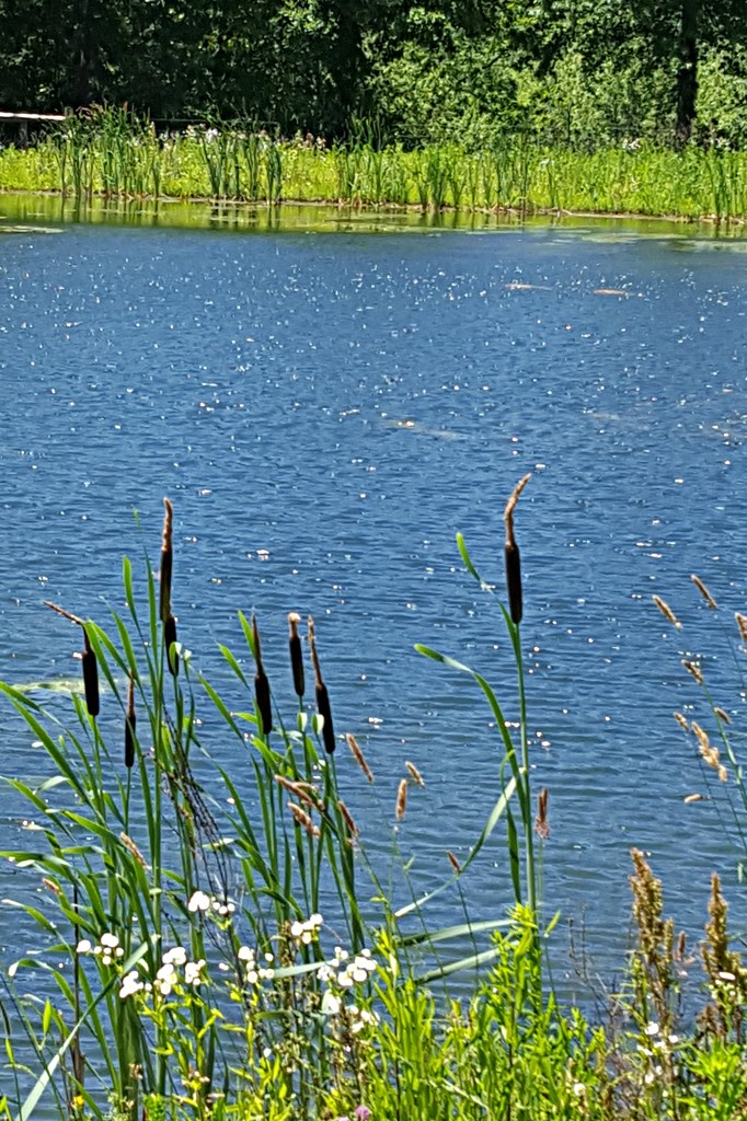 Cattails By A Pond  by jo38