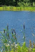 27th Jun 2017 - Cattails By A Pond 