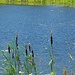 Cattails By A Pond  by jo38