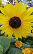 29th Jun 2017 - Mini Sunflower