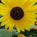 Mini Sunflower by jo38