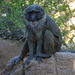 Ituri Forest San Diego Zoo by mariaostrowski