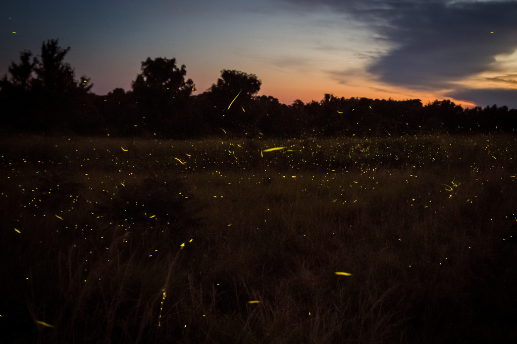 So many fireflies! by lindasees