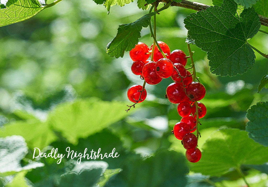 Deadly Nightshade Berries by gardencat