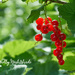 Deadly Nightshade Berries by gardencat