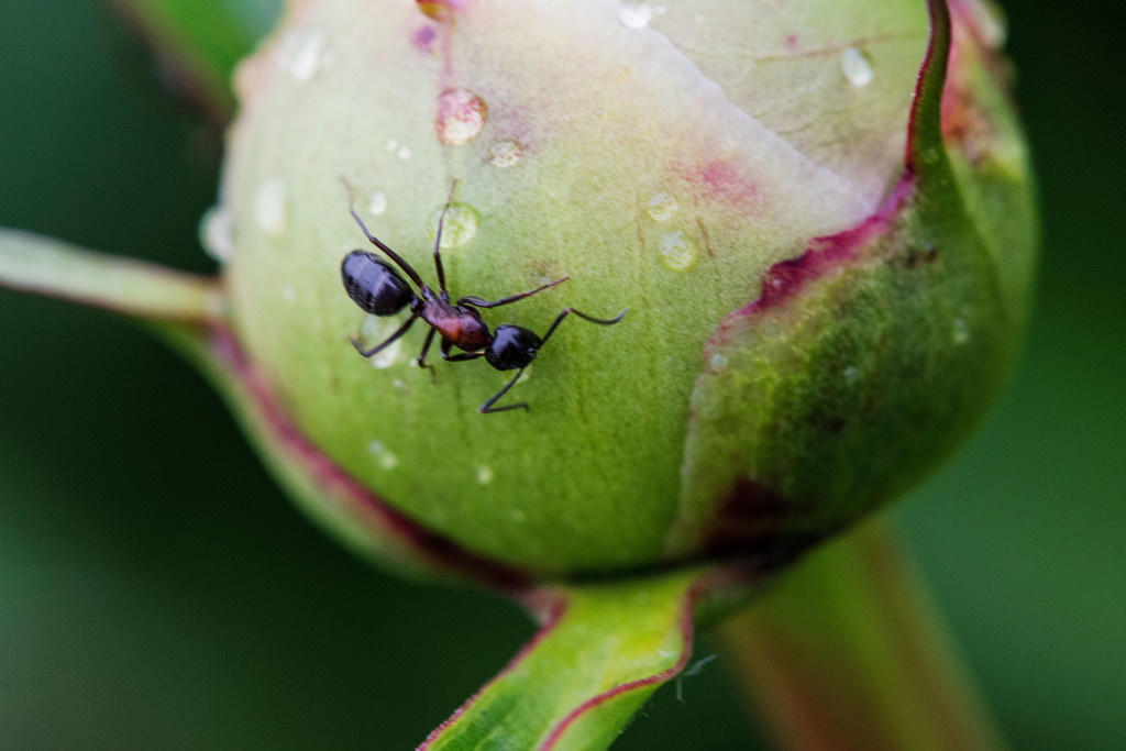 Just an Ant on a Peony by farmreporter