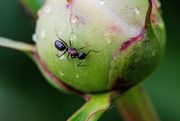 24th Jun 2017 - Just an Ant on a Peony