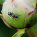 Just an Ant on a Peony by farmreporter