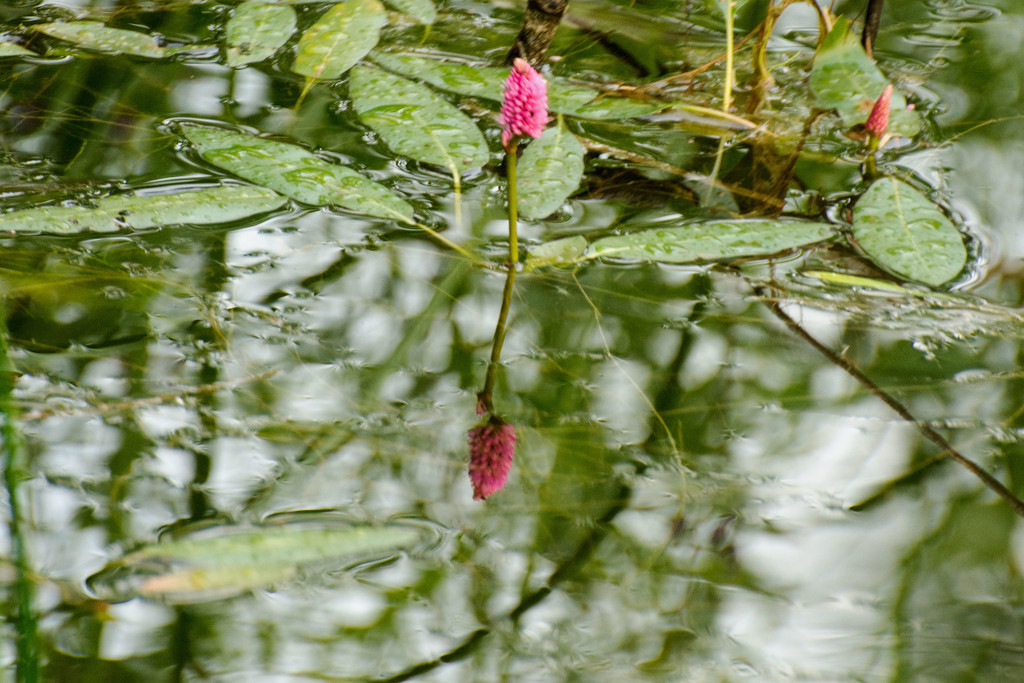 Wild Water Lily by farmreporter