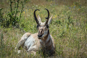 1st Jul 2017 - Pronghorn Antelope