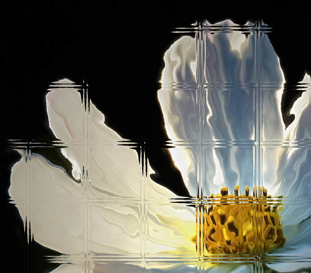 Flower Behind Glass by joysfocus