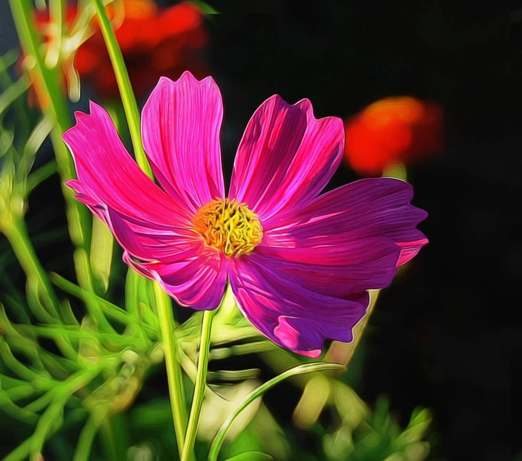 Purple Flower  by joysfocus