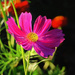 Purple Flower  by joysfocus