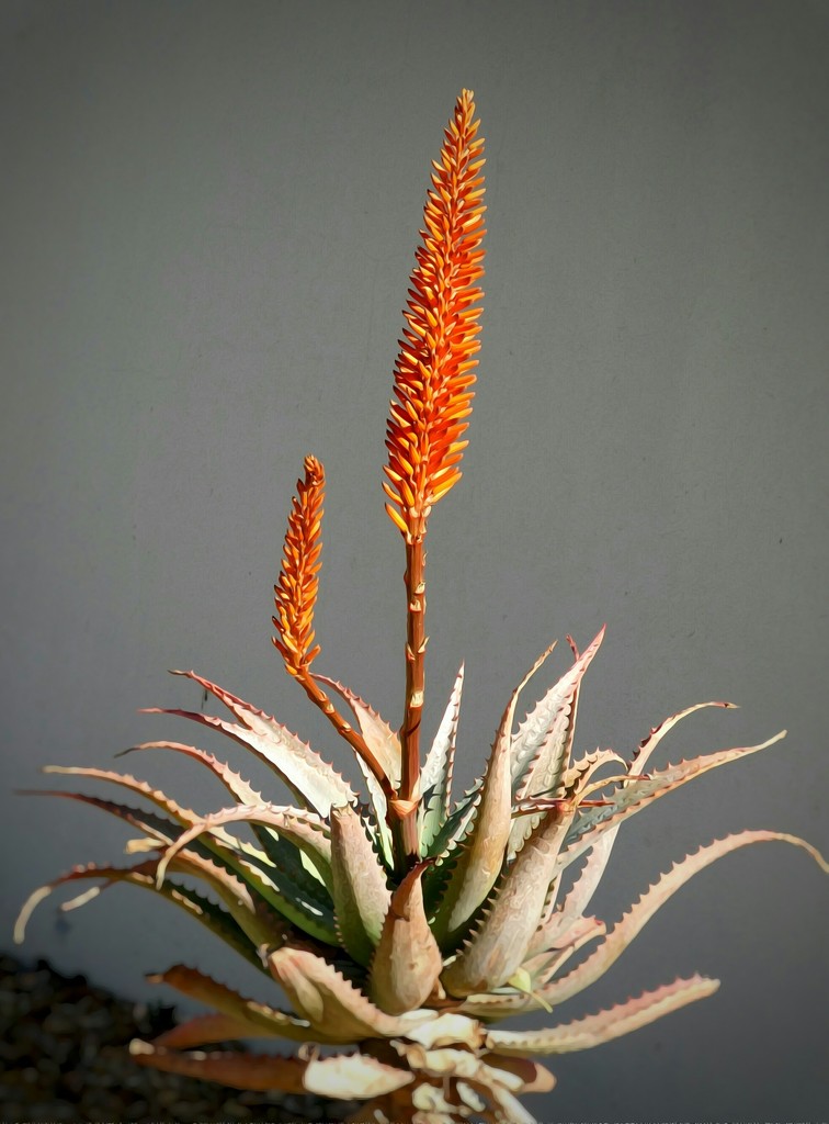 Aloes blooming in abundance....... by ludwigsdiana