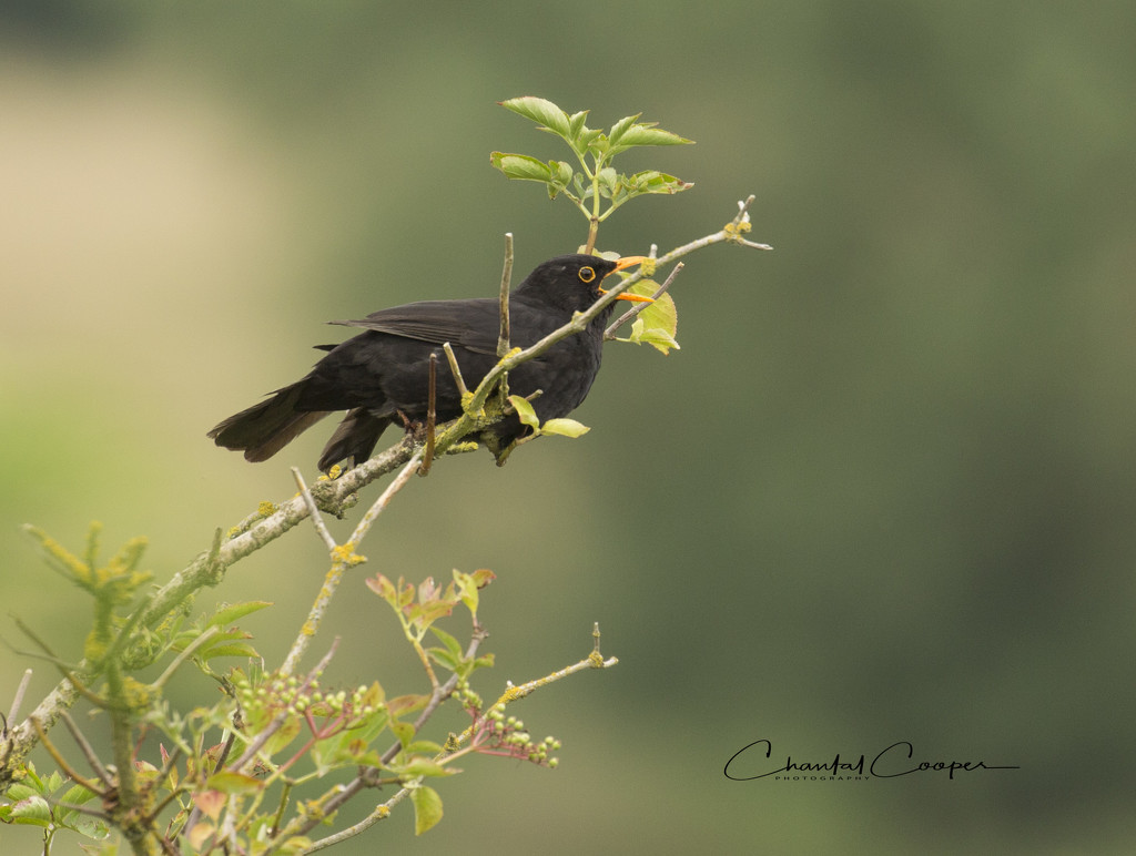 Singing Blackbird by shepherdmanswife