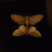 Moth romance... by m2016