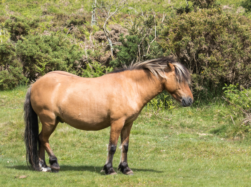 Dartmoor pony.... by susie1205