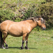 Dartmoor pony.... by susie1205