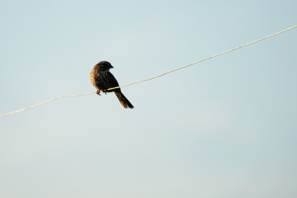 Bird on a Wire by farmreporter