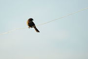 24th Jun 2017 - Bird on a Wire