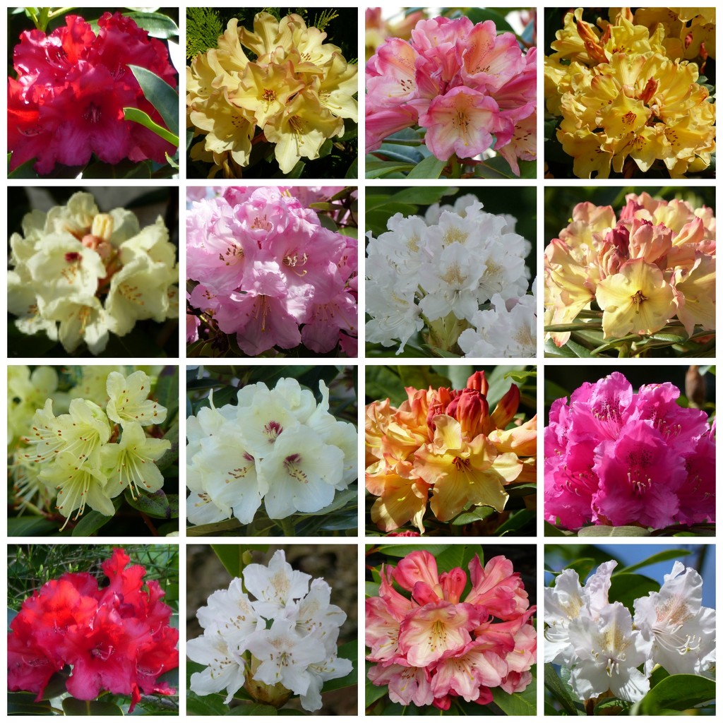  Rhododendrons by susiemc