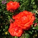 Roses by susiemc