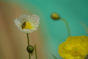 1st Jul 2017 - Poppies hoverfly and buds.....