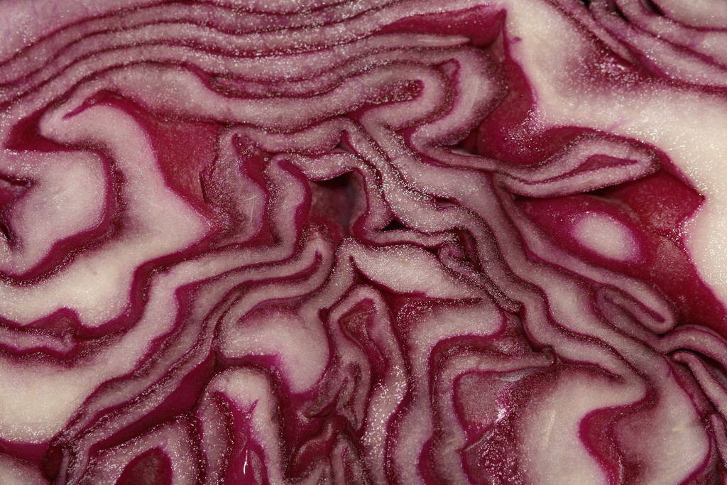 Cabbage by susanharvey