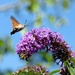 Humming-bird Hawk-moth by julienne1