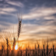30th Jun 2017 - sunset wheat