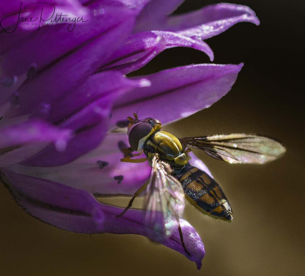 Hoverfly In Chive Flower by jgpittenger