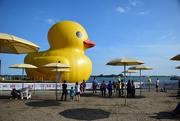 4th Jun 2017 - the rise of the giant rubber duckie