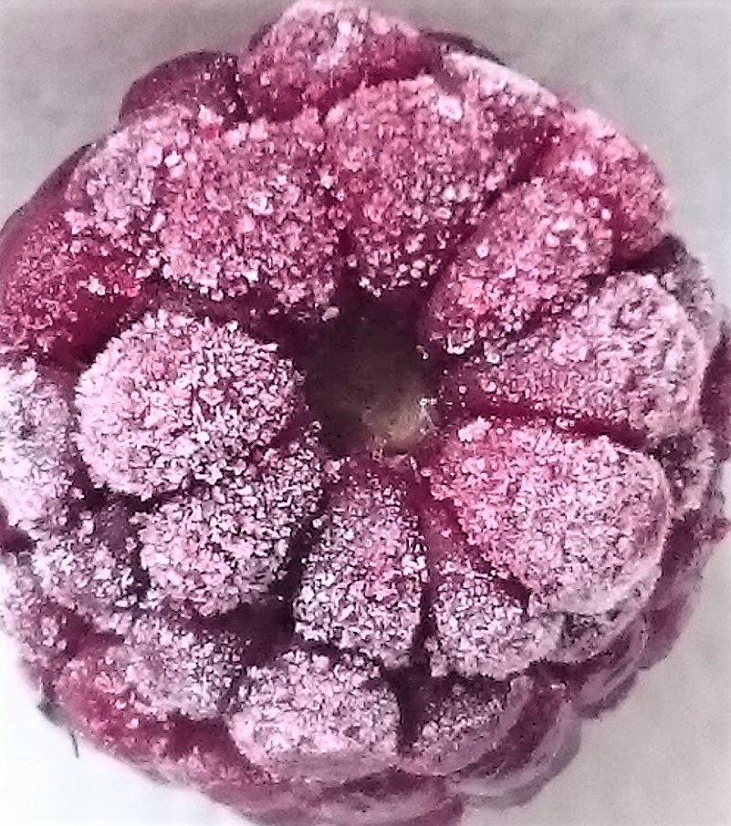Frozen berry! by bigmxx