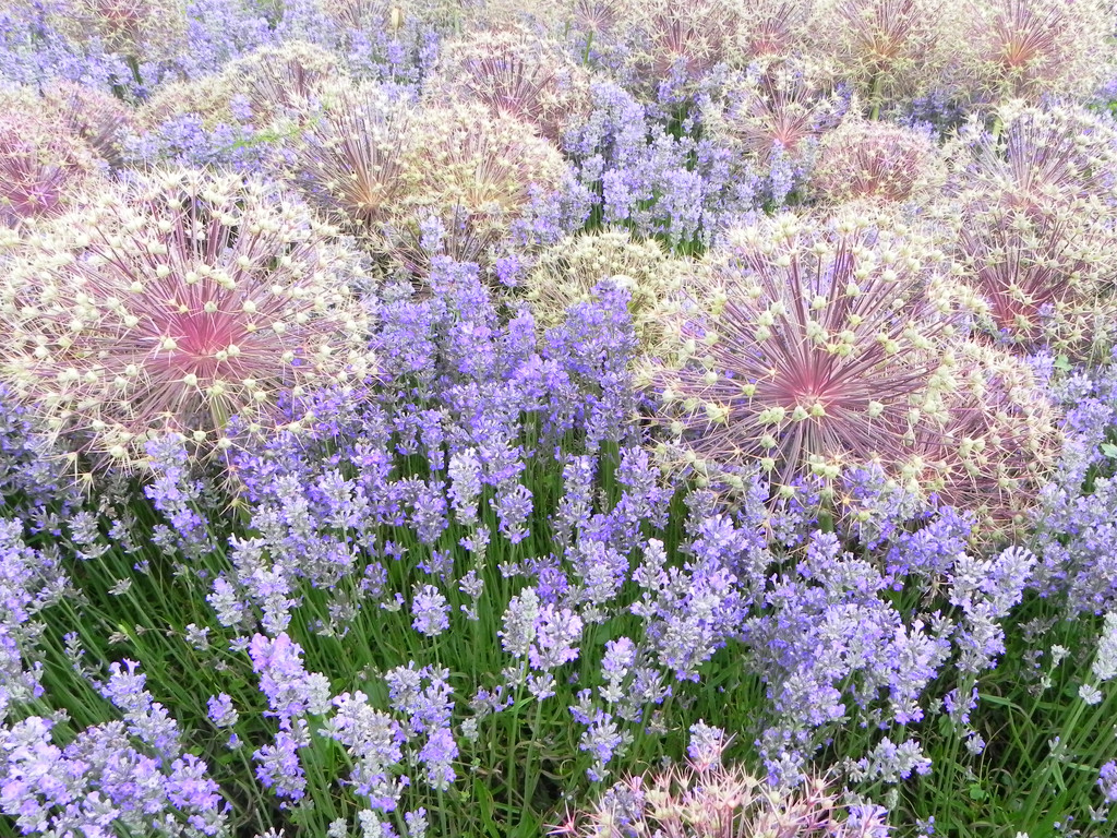 lavender and alliums by josiegilbert
