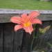 Garden lily by denidouble