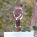Juvenile Butcher Bird by koalagardens