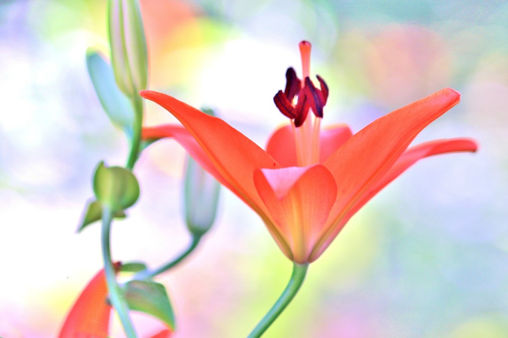 daylily by lynnz