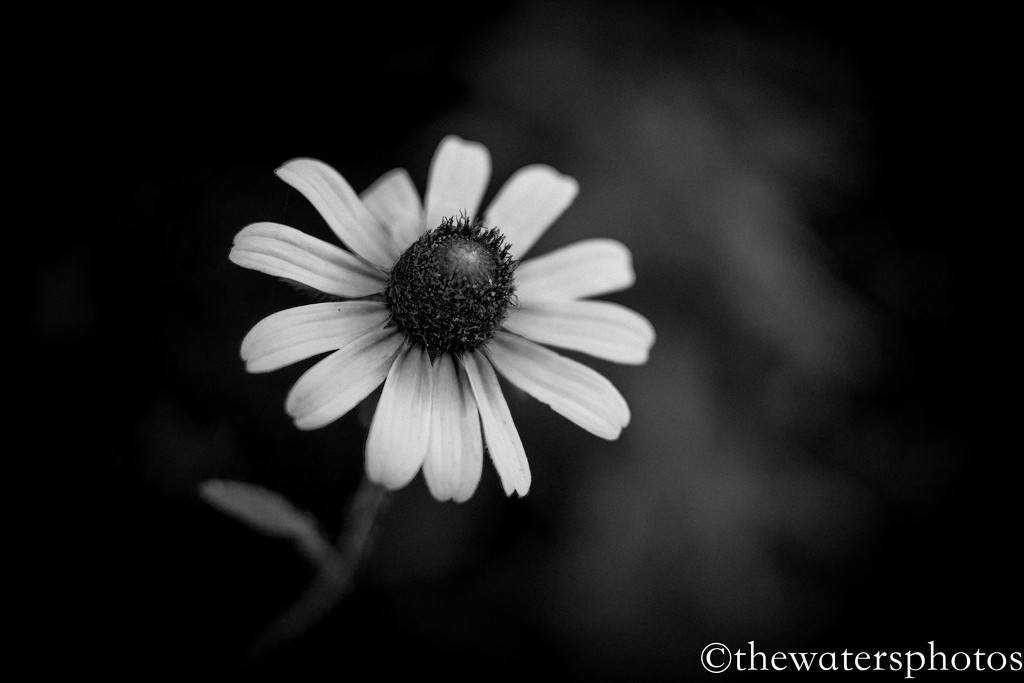 Black Eyed Susan...in B&W by thewatersphotos