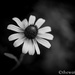 Black Eyed Susan...in B&W by thewatersphotos
