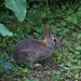 Lil Bunny-LHG_8859 by rontu