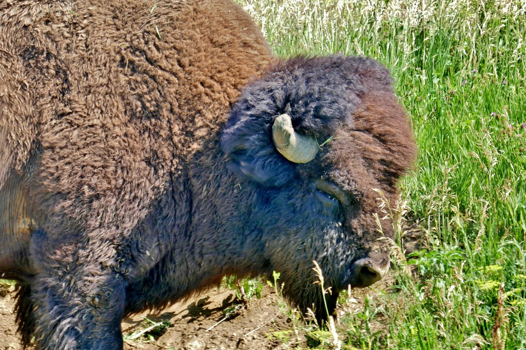 Buffalo by lynnz