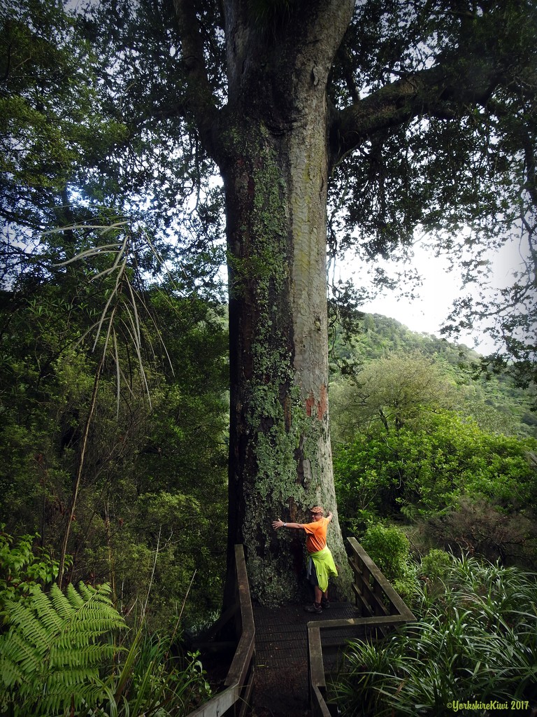 Tree Hugger by yorkshirekiwi