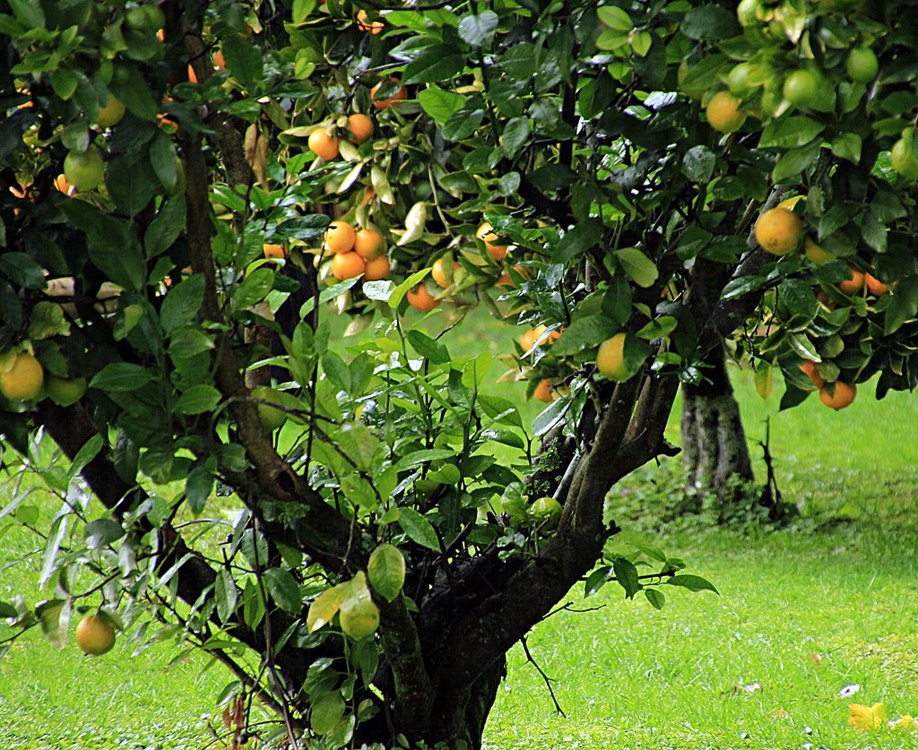 Oranges and Lemons... by kiwinanna