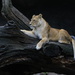 Hagenbecks Tierpark Lion by leonbuys83
