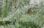 29th Jun 2017 - Original raindrops on fern