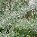 Original raindrops on fern by plainjaneandnononsense
