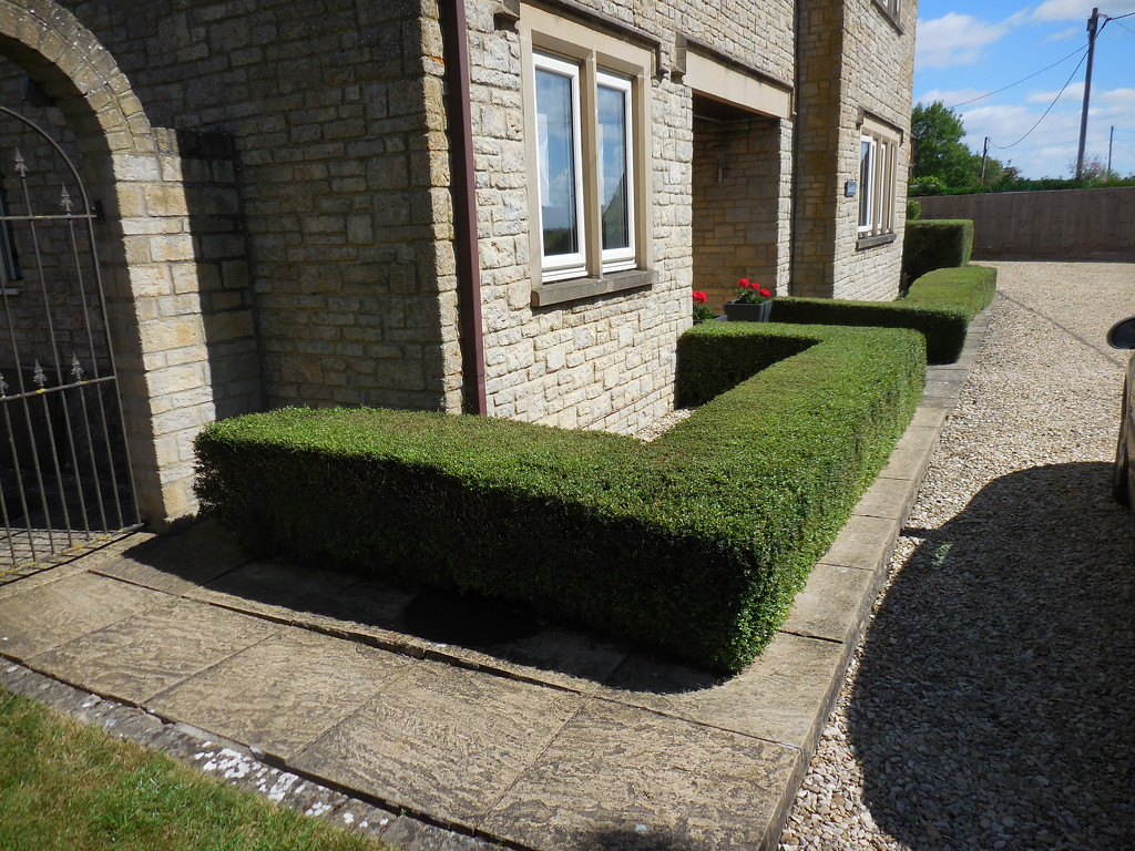 Front Hedge Finished by jon_lip