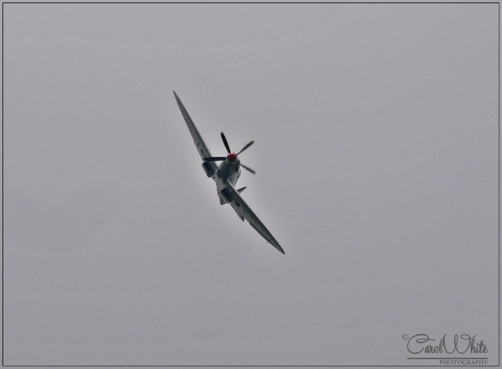 Spitfire by carolmw